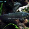 Afrikanischer Fähnchen Messerfisch - Papyrocranus afer