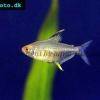 Schönflossensalmler - Hyphessobrycon pulchripinnis