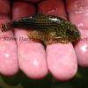 Prachtflossensauger - Sewellia lineolata