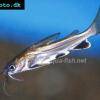 Westamerikanischer Kreuzwels - Hexanematichthys seemanni
