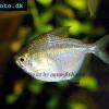 Diskussalmler - Brachychalcinus orbicularis