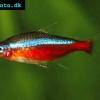 Kardinaltetra - Paracheirodon axelrodi