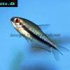 Regenbogentetra - Nematobrycon lacortei