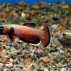 Weißsaum Zwergkampffisch - Betta albimarginata