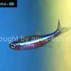 Blauer Neon - Paracheirodon simulans