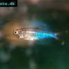 Blauer Perusalmler - Boehlkea fredcochui