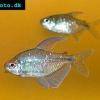 Brillantsalmler - Moenkhausia pittieri