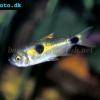 Zweitupfen-Raubsalmler - Exodon paradoxus