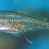 Costello-Salmler - Hemigrammus hyanuary