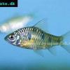Hongkongbarbe - Barbodes semifasciolatus