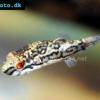 Streifen-Kammkugelfisch - Carinotetraodon salivator