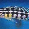 Schachbrett-Schlankcichlide - Julidochromis marlieri