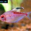 Rotrücken-Kirschflecksalmler - Hyphessobrycon pyrrhonotus
