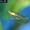 Geflecktes Blauauge - Pseudomugil gertrudae