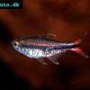 Stegemanns Tetra - Hyphessobrycon stegemanni