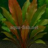 Echinodorus “Red Special”
