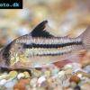 Rosafarbener Panzerwels - Corydoras axelrodi