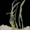 Aponogeton longiplumulosus