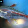 Glühlichtsalmler - Hemigrammus erythrozonus