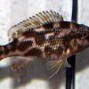 Schläfer - Nimbochromis livingstonii