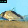 Sand’s Panzerwels - Corydoras davidsandsi