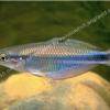 Goldie Regenbogenfisch - Melanotaenia goldiei