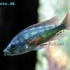 Viktoria-Wulstlippen-Maulbrüter - Haplochromis chilotes