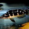 Schwarzweißer Schlankcichlide - Julidochromis transcriptus