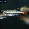 Loretosalmler - Hyphessobrycon loretoensis
