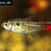 Blutschwanzsalmler - Hemigrammus stictus