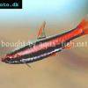 Purpurrziersalmler - Nannostomus mortenthaleri