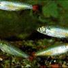 Laubensalmler - Aphyocharax alburnus