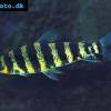 Grüner Leoprinus - Leporinus fasciatus