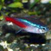 Diamantkopf-Neontetra - Paracheirodon innesi