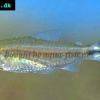 Rotmaulsalmler - Hemigrammus rhodostomus