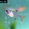 Sternfleckensalmler - Pristella maxillaris