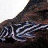 Zebra-Harnischwels - Hypancistrus zebra
