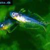 Gabelschwanz-Regenbogenfisch - Pseudomugil furcatus