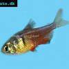 Roter von Rio - Hyphessobrycon flammeus