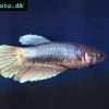 Friedlicher Kämpfer - Betta imbellis