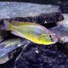Burtons Maulbrüter - Haplochromis burtoni