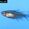 Georgis Tetra - Hyphessobrycon georgettae