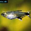 Sonnensalmler - Aphyocharax paraguayensis