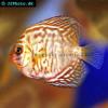 Zebra-diskus - Symphysodon sp. (Zebra)