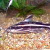 Liniendornwels - Platydoras costatus