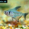 Schwarzer Phantomsalmler - Hyphessobrycon megalopterus
