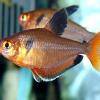 Blutsalmler - Hyphessobrycon serpae