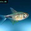 Karfunkelsalmler - Hemigrammus pulcher