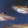Augenfleckbärbling - Brevibora dorsiocellata