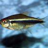 Schwarzer Flaggensalmler - Hyphessobrycon herbertaxelrodi